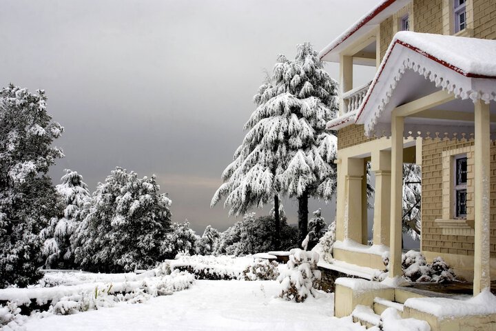 Tree of Life Grand Oak Manor Binsar Wildlife Sanctuary