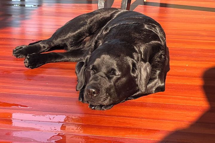 Pet Friendly 45 of 65