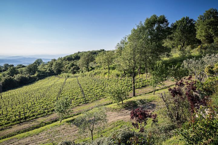 Vineyard