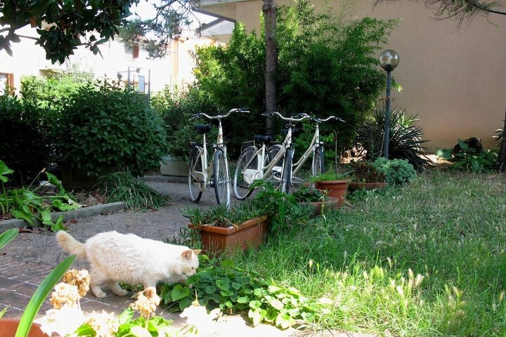 Volpino