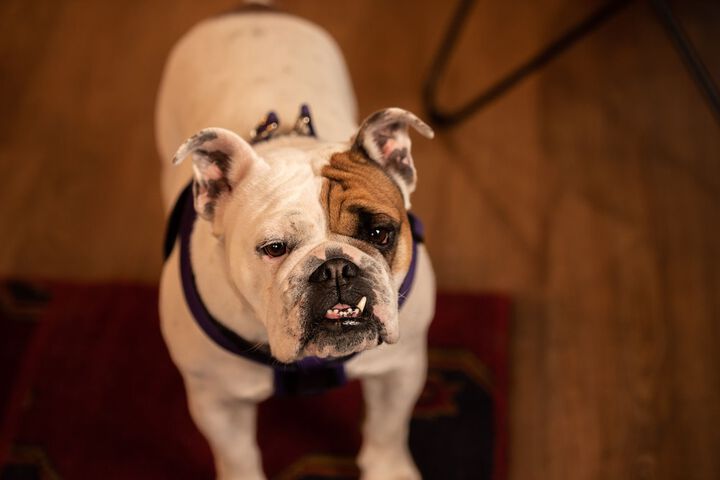 Pet Friendly 39 of 53