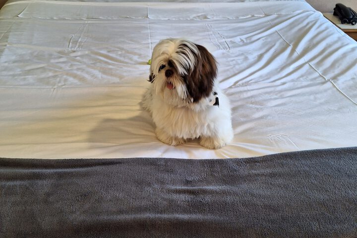 Pet Friendly 66 of 125