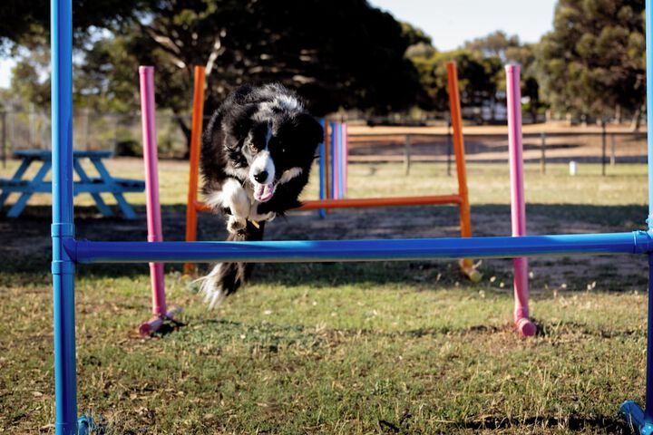 Pet Friendly 134 of 144