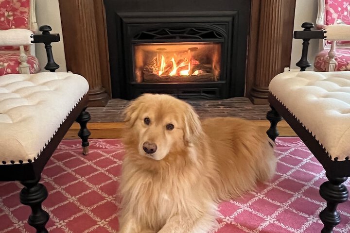Pet Friendly 46 of 65