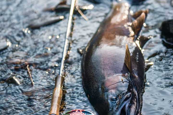 Fishing