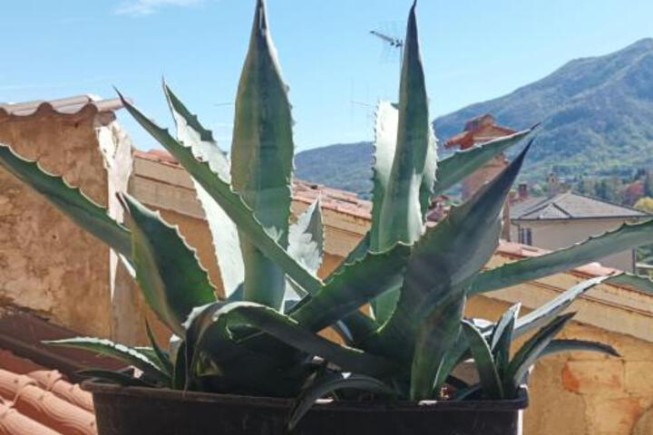 Da Pio