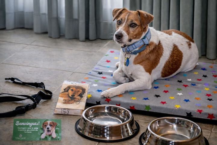 Pet-friendly amenities