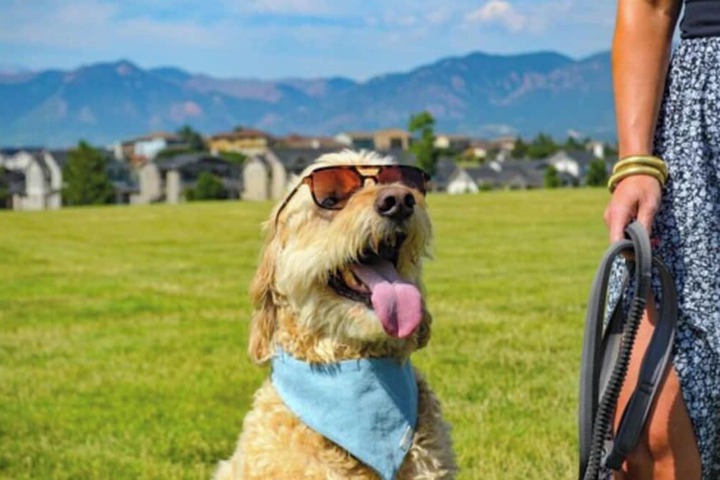 Pet-friendly