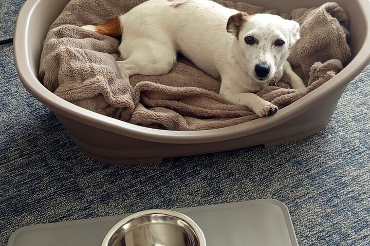 Pet Friendly 28 of 46