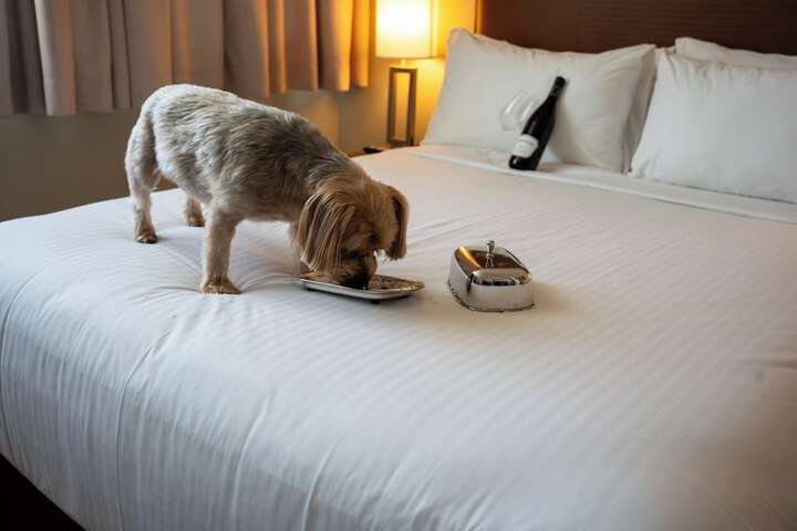 Pet-friendly