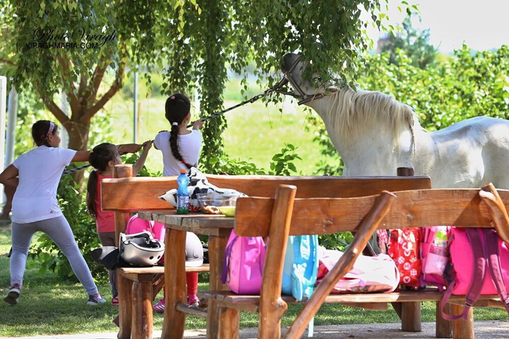 Dining 33 of 74