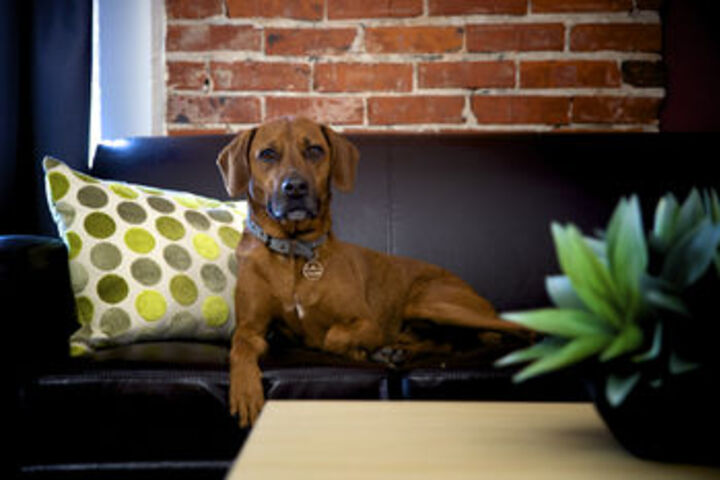 Pet Friendly 10 of 10