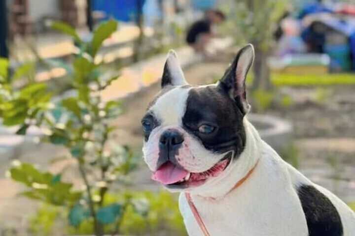 Pet Friendly 40 of 56