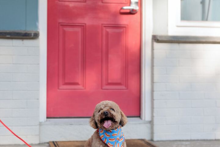 Pet-friendly