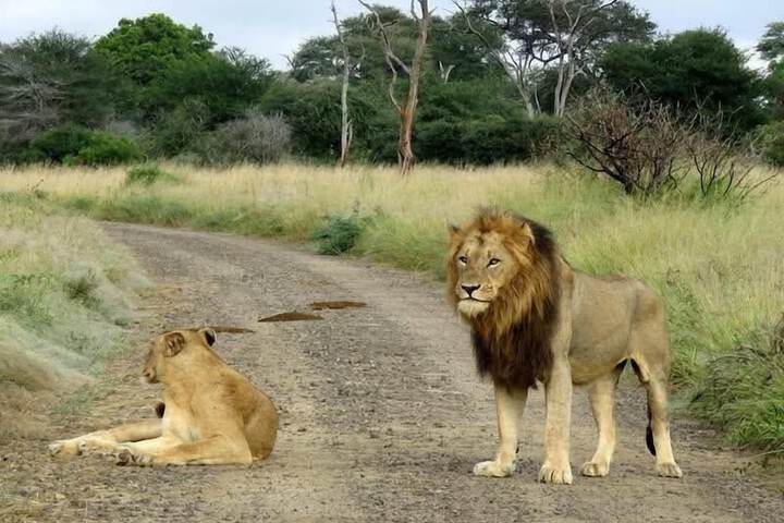 Game viewing