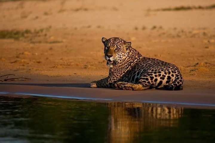 Safari