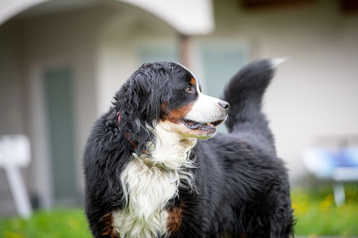 Pet Friendly 46 of 55