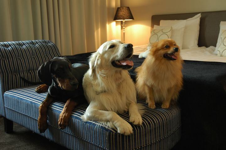 Pet Friendly 34 of 64