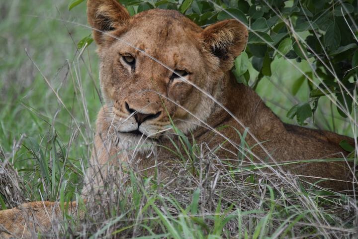 Game viewing