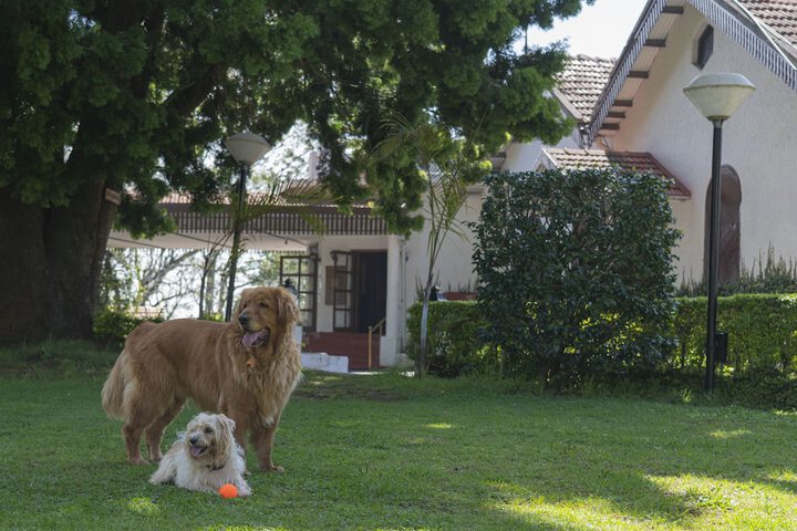 Pet Friendly 35 of 69