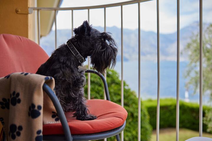 Pet-friendly