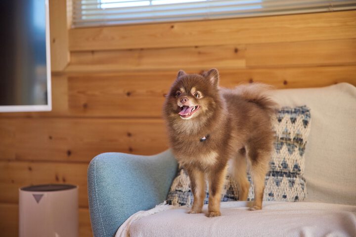 Pet Friendly 44 of 54