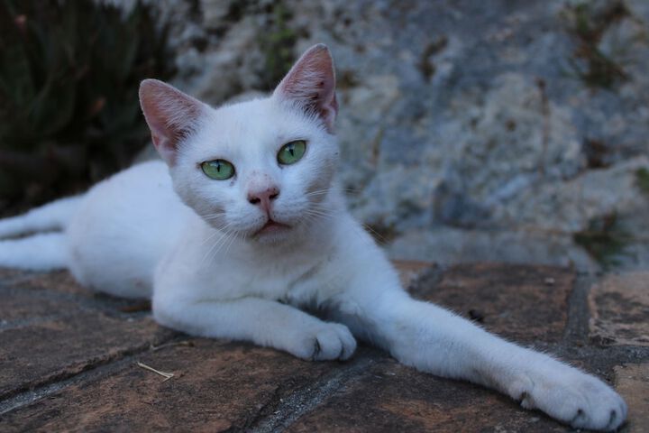 Pet Friendly 52 of 76