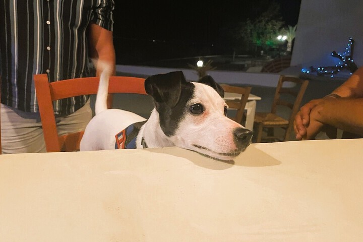 Pet Friendly 31 of 63