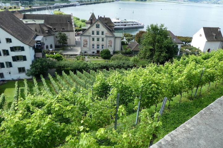 Vineyard