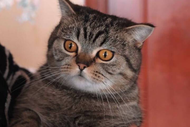 Pet Friendly 70 of 84