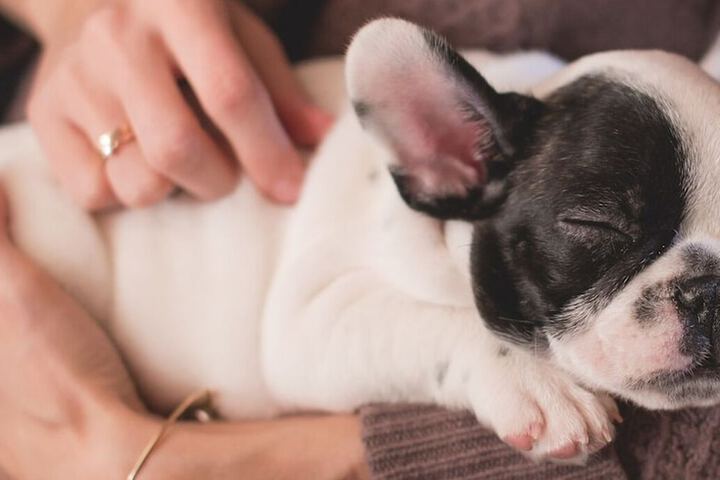 Pet Friendly 46 of 67