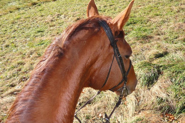 Horseback riding