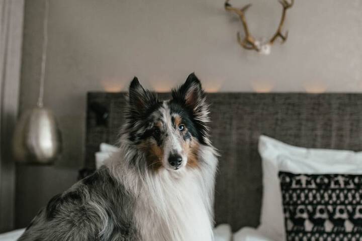 Pet Friendly 108 of 146
