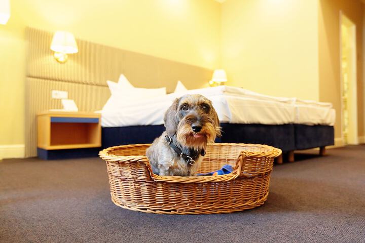 Pet Friendly 66 of 160