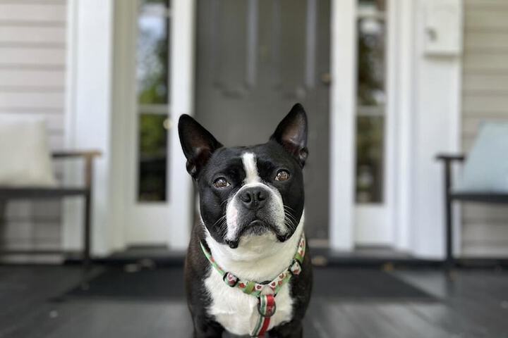 Pet-friendly