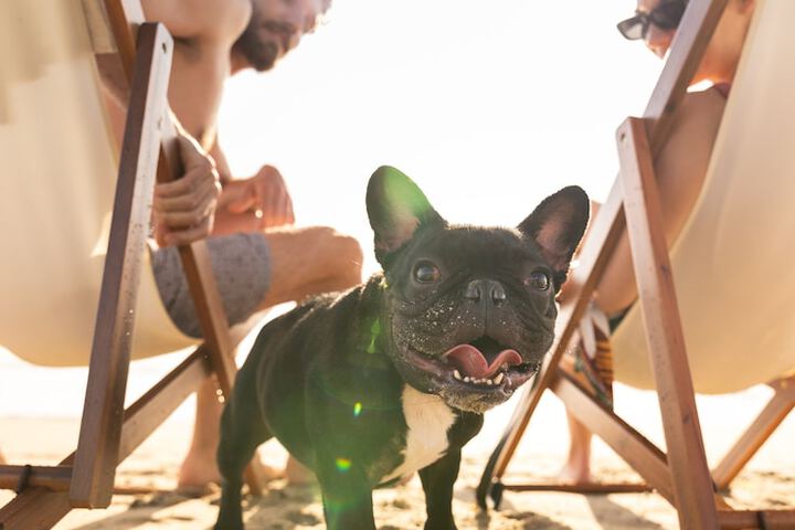 Pet-friendly