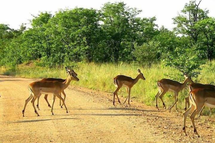 Game viewing