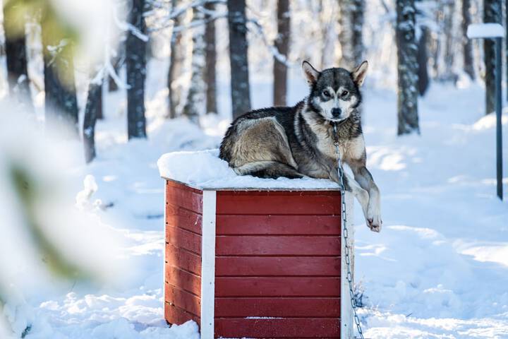 Sledding