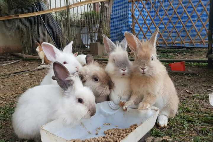 Pet Friendly 66 of 100