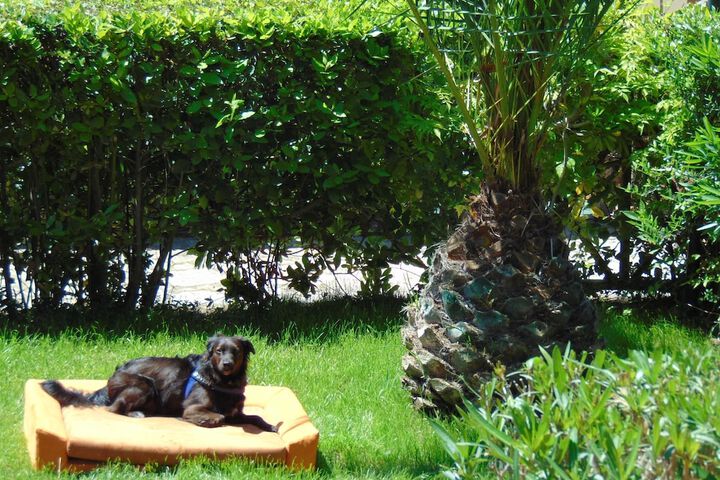 Pet Friendly 99 of 123