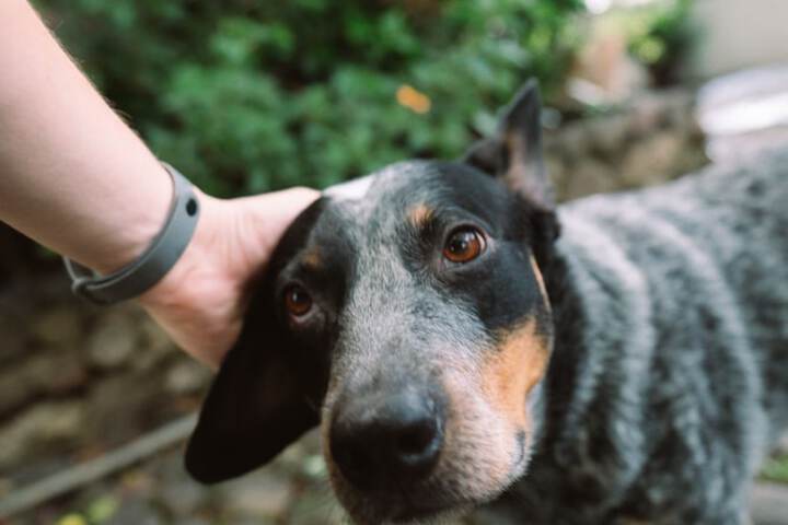 Pet Friendly 22 of 27