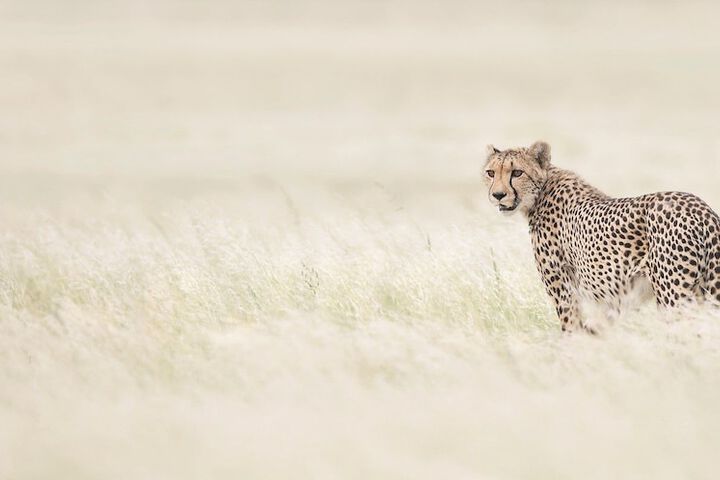 Safari