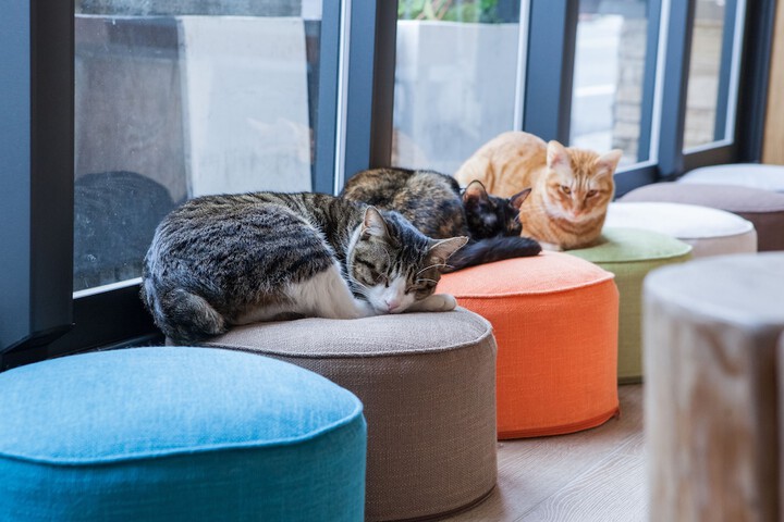 Pet Friendly 94 of 139