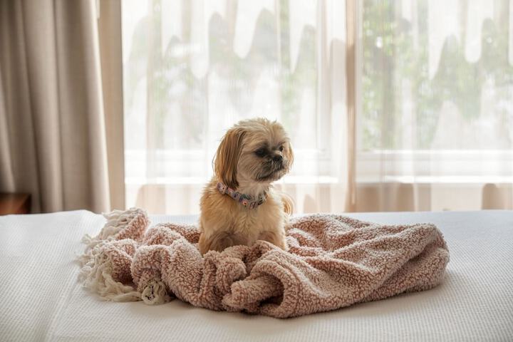 Pet Friendly 28 of 35