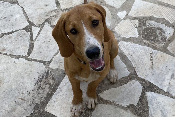 Pet Friendly 38 of 86