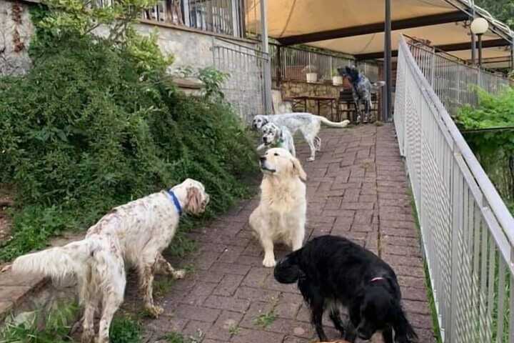 Pet Friendly 85 of 206