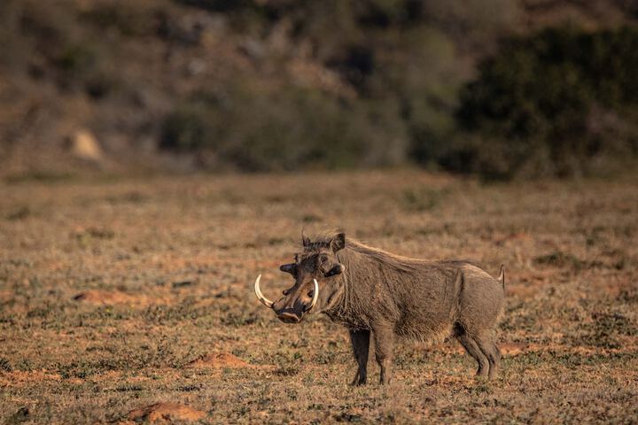 Game viewing