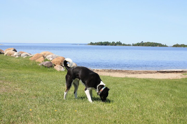 Pet Friendly 34 of 105