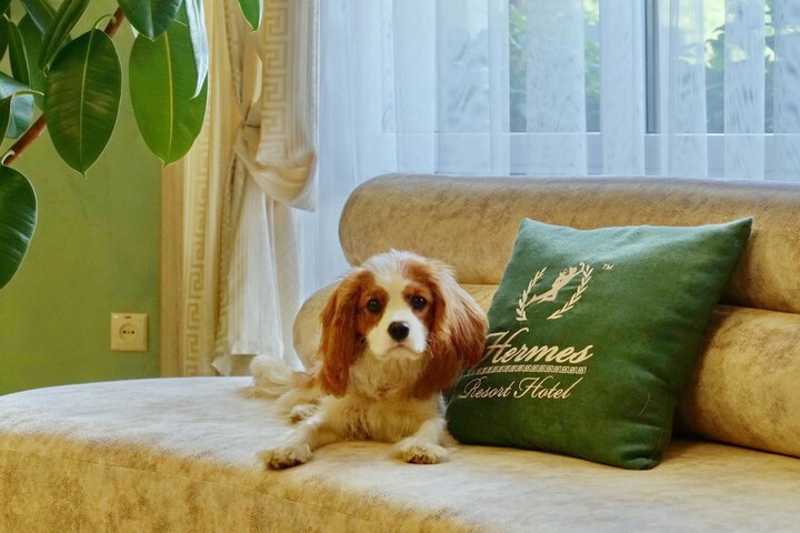 Pet Friendly 41 of 60