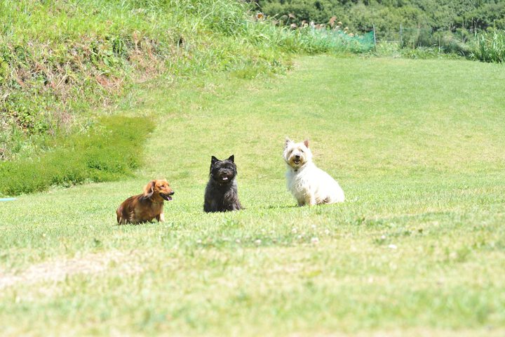 Pet Friendly 24 of 92